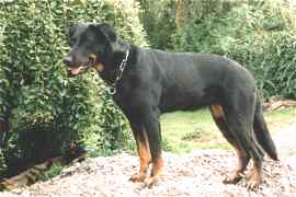 Fabienne (67 cm, 38 kg)