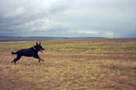 Ein Beauceron braucht viel Auslauf