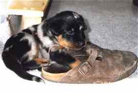 Aura mit Schuh
