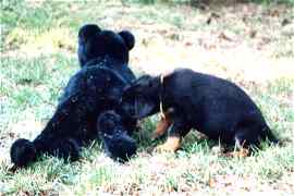 Aniesa und der schwarze Panther