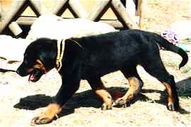 Anjouli (H&uuml;ndin)