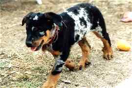 Aura bleue (H&uuml;ndin Harlekin)
