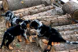 Harlekintreffen