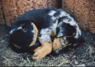 Ajour&eacute;e bleue (H&uuml;ndin Harlekin)
