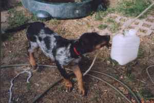Aura bleue (H&uuml;ndin Harlekin)