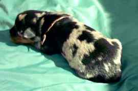 Aura bleue (H&uuml;ndin Harlekin)